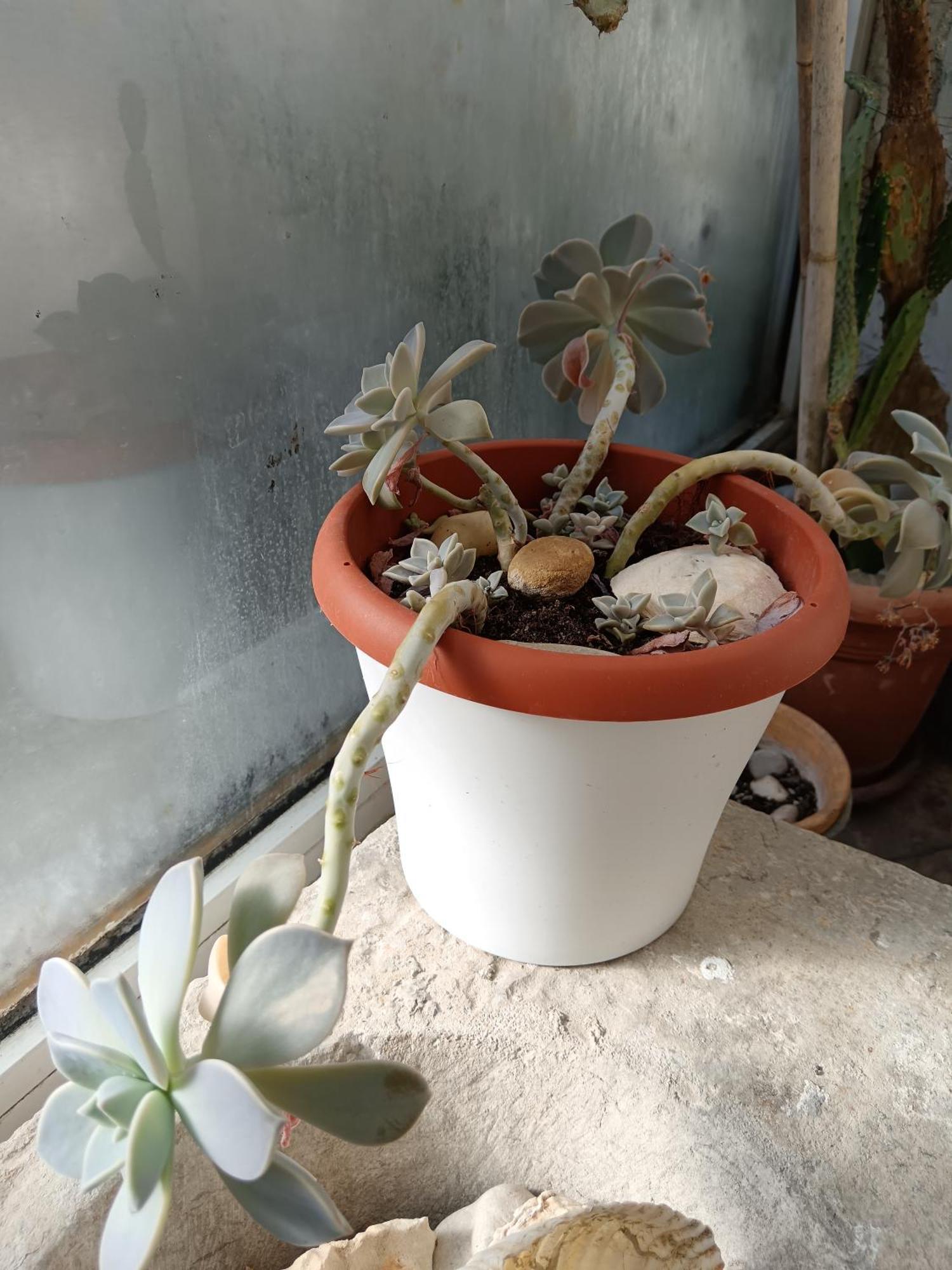 Spalacun Apartman Split